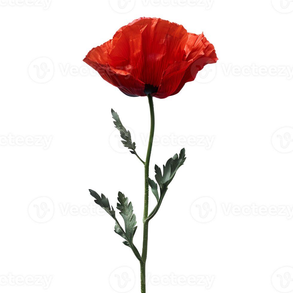 Poppy flower. Red poppy flower isolated. Summertime bloom of red flowers. Red poppy flower top view. Poppy flower flat lay png