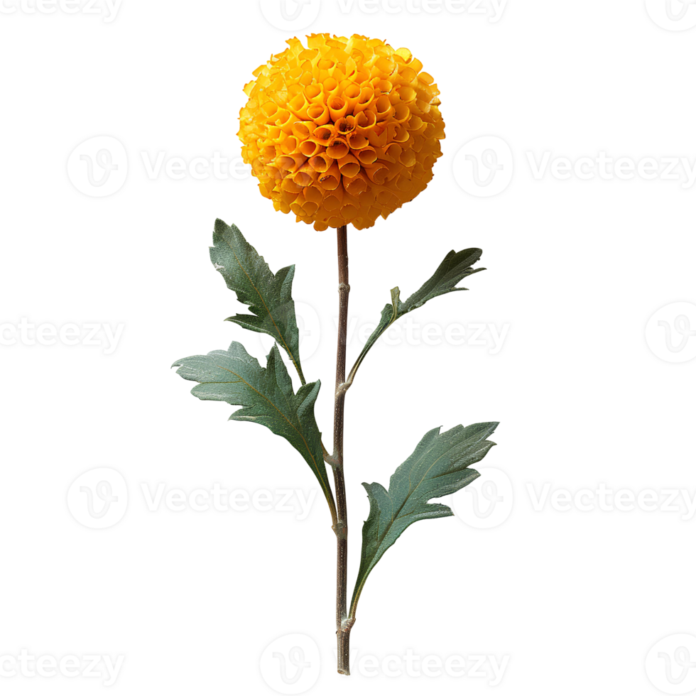 Craspedia flower set. Set of craspedia flowers different views isolated. Craspedia flower. Yellow luscious summertime flower craspedia top view. craspedia flat lay. Yellow flower isolated png