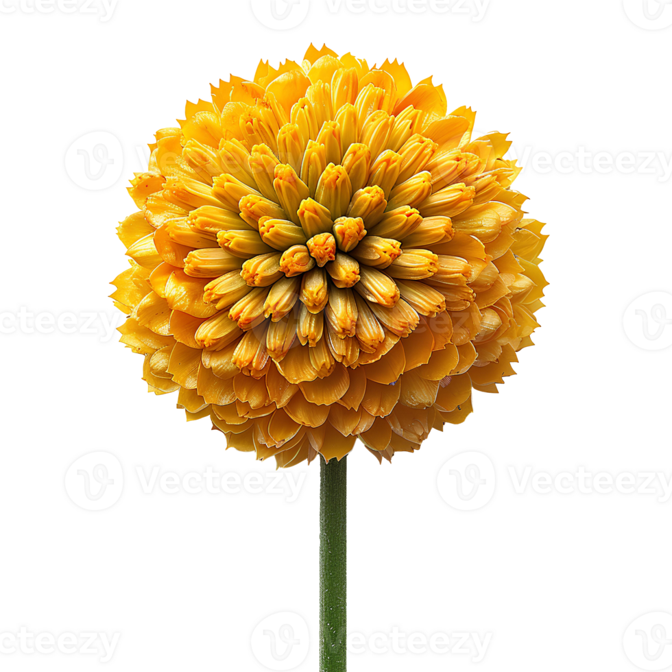 Craspedia flower set. Set of craspedia flowers different views isolated. Craspedia flower. Yellow luscious summertime flower craspedia top view. craspedia flat lay. Yellow flower isolated png