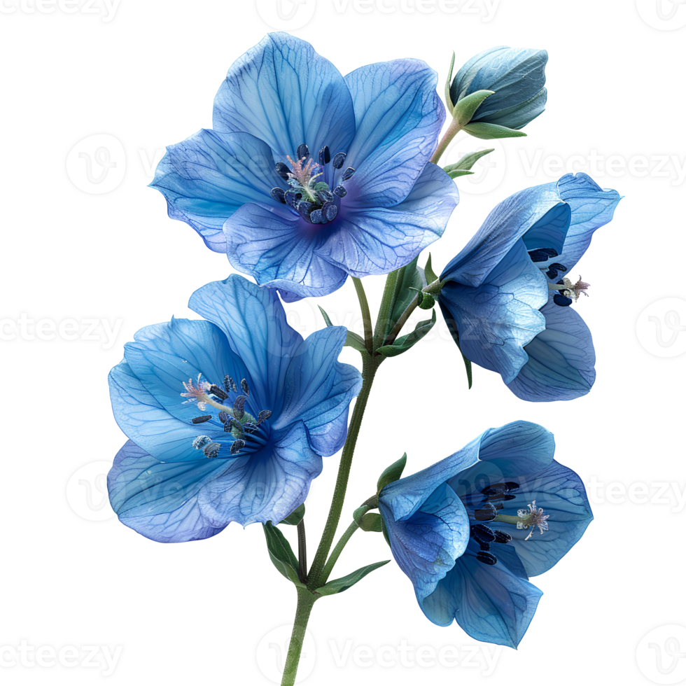 Delphinium flower. Luscious delphinium flower top view. Delphinium flat lay. Blue and purple flower isolated png