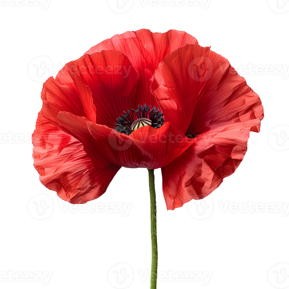Poppy flower. Red poppy flower isolated. Summertime bloom of red flowers. Red poppy flower top view. Poppy flower flat lay png