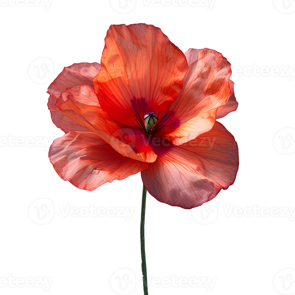 Poppy flower. Red poppy flower isolated. Summertime bloom of red flowers. Red poppy flower top view. Poppy flower flat lay png