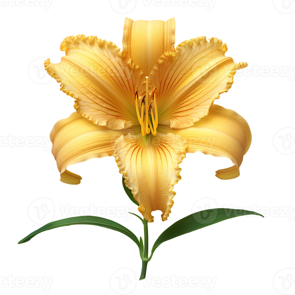 Daylily flower Summertime bloom of ditch-lily flower. Daylily flower top view. Daylily flat lay isolated png