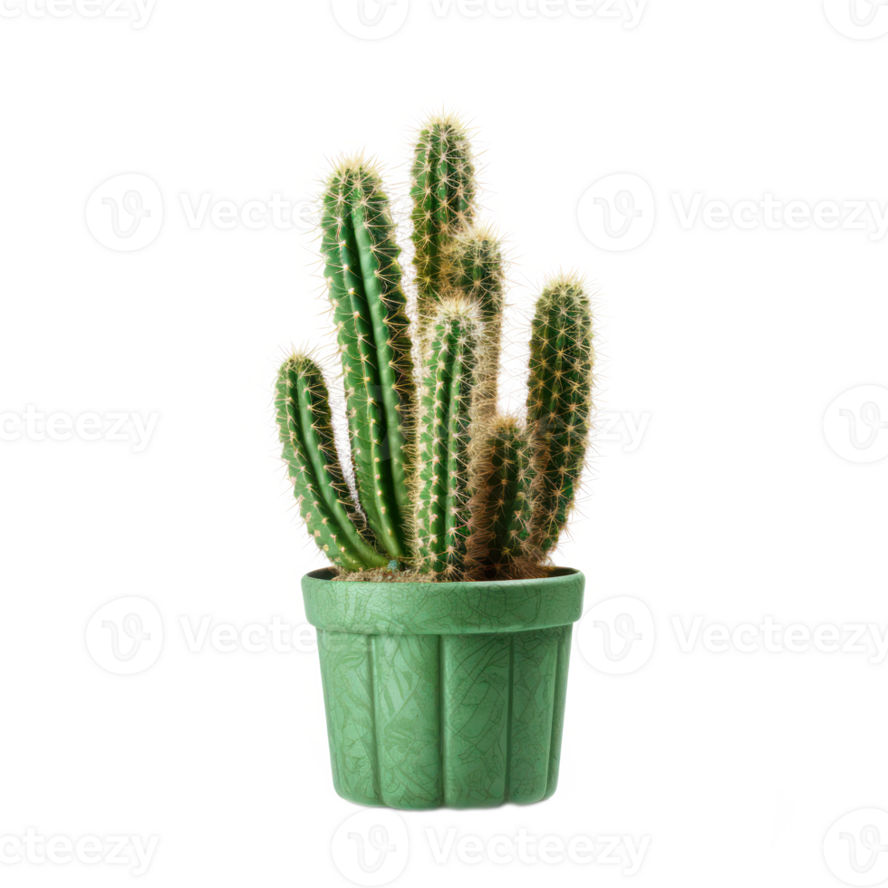 Decorative Green Cactus In Green Ceramic Pot. Isolated on Background png