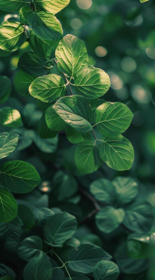 Sunlight Filtering Through Green Leaves in a Forest photo