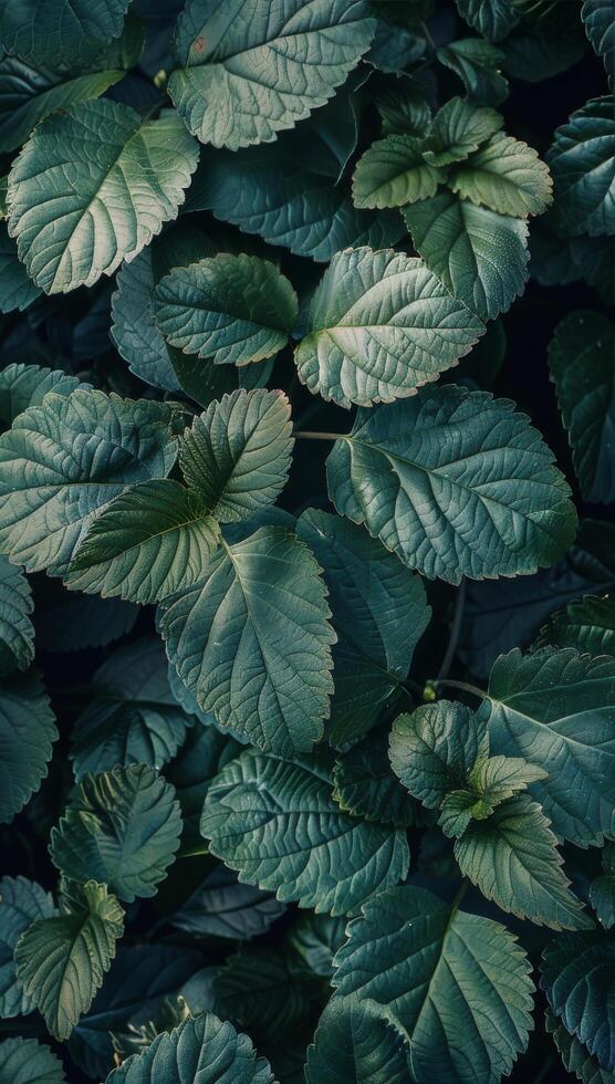 Lush Green Leaves Close Up, Natural Background Texture photo