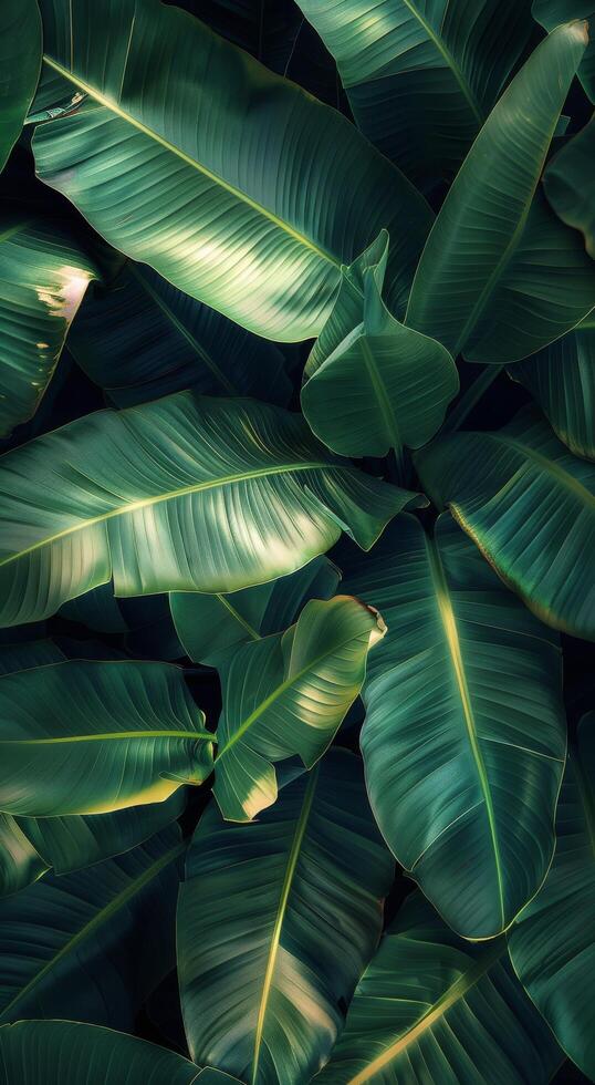 Closeup of Large Green Banana Leaves in Lush Tropical Foliage photo