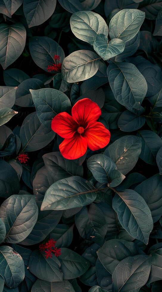 Single Red Flower Amidst Lush Green Foliage photo