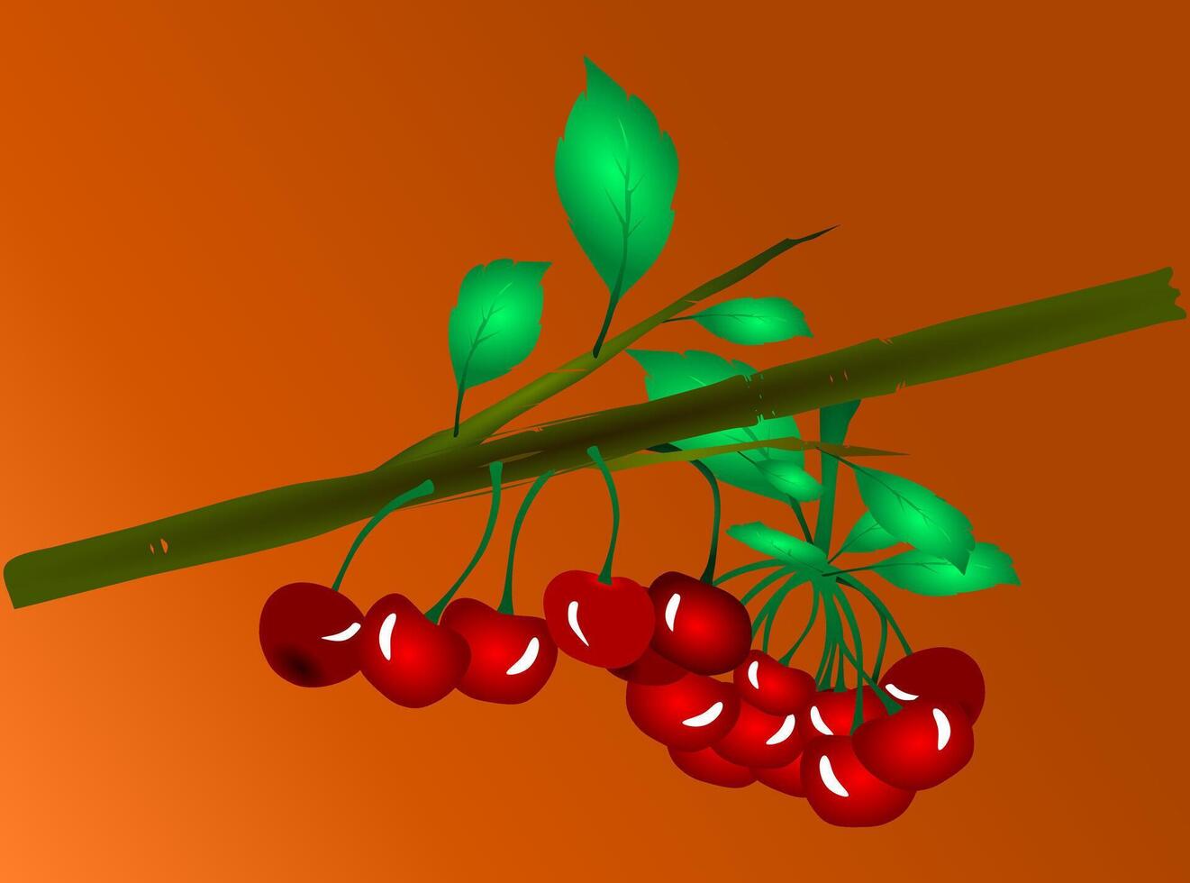 few cherries hanging on the branch vector