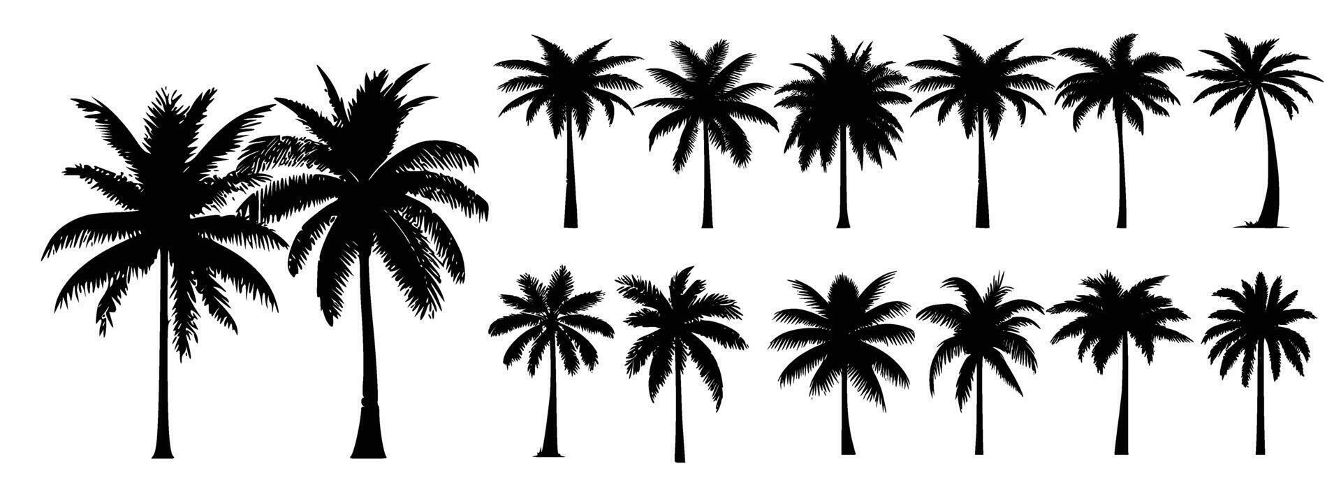 black silhouettes of palm trees isolated on a white background. vector