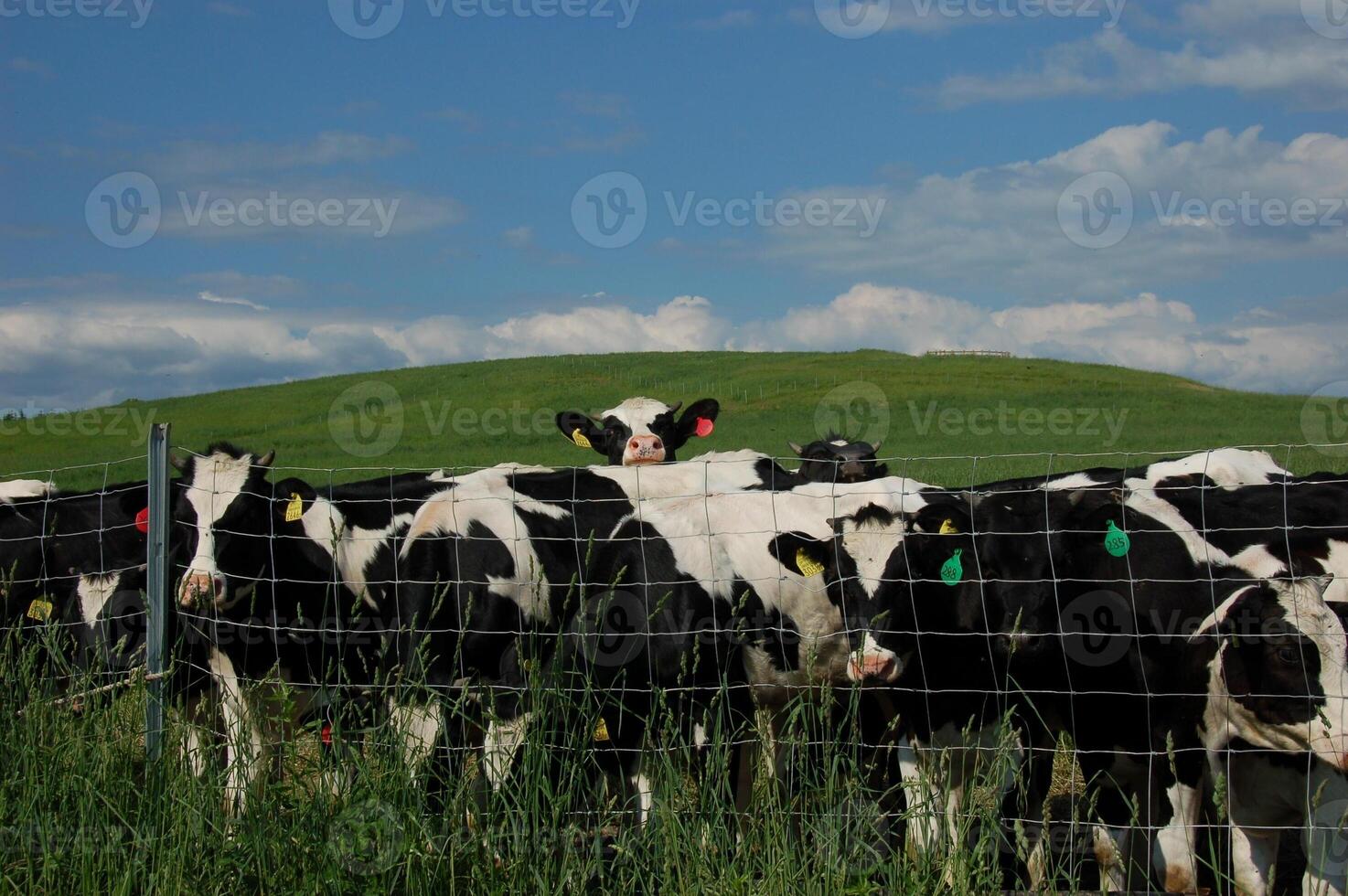 The Gaze of a Curious Cow photo