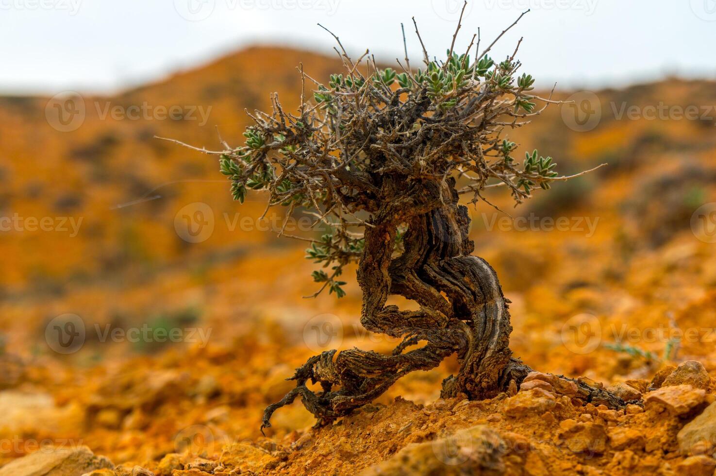 Amidst a rugged landscape of ochre soil, a solitary desert plant demonstrates vitality, with weathered branches and hardy green leaves adapting to challenging, barren, mineral-rich desert ecosystem. photo