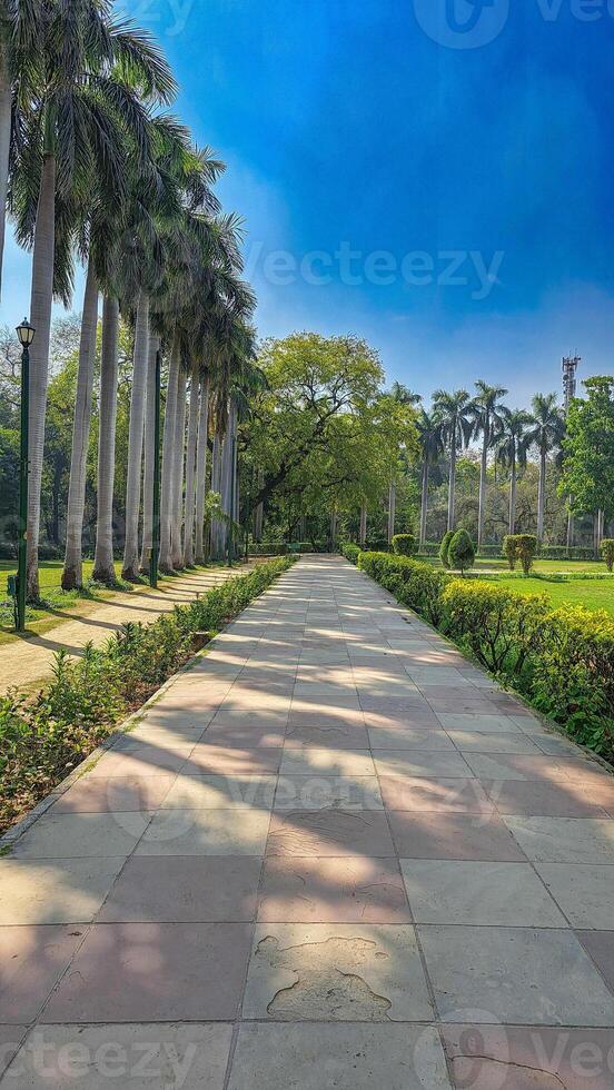 Concrete pathway in Lodhi Garden Park, New Delhi, India. Flanked by lush greenery. Tall palm trees. Under clear blue sky, sunny day. Shadows, birds flying overhead. photo