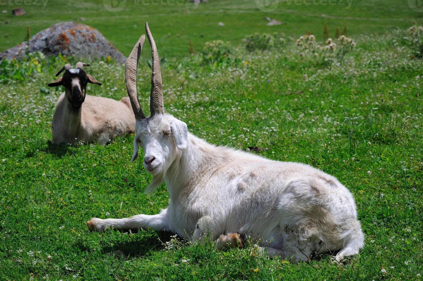 Two mountain goats, lush meadow, wildflowers, alpine fauna, mountain tourism, hiking activities, peaceful natural, wilderness exploration, sustainable travel, biodiversity, preservation, habitat. photo