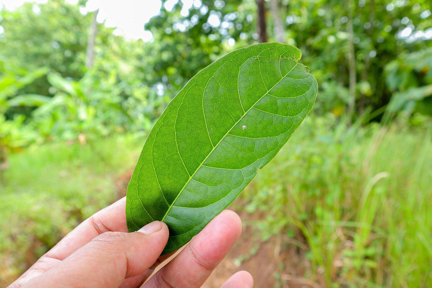 close up photo of a mahogany leaf being held in one hand isolated on blur background