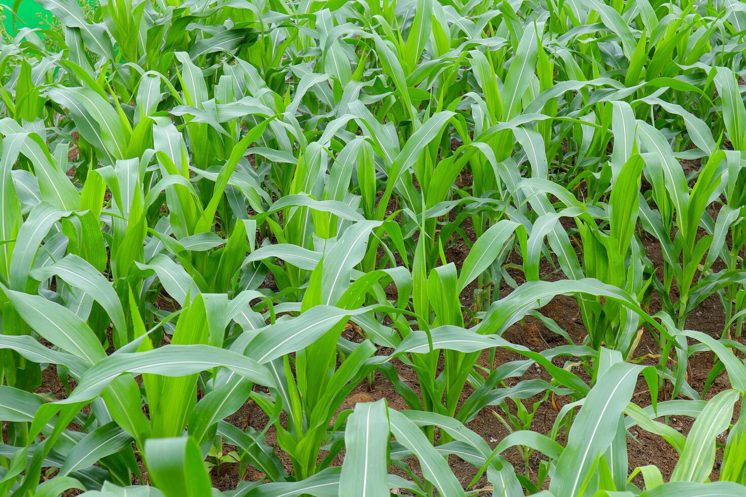 Very young corn plants grow very healthily and the leaves are green photo