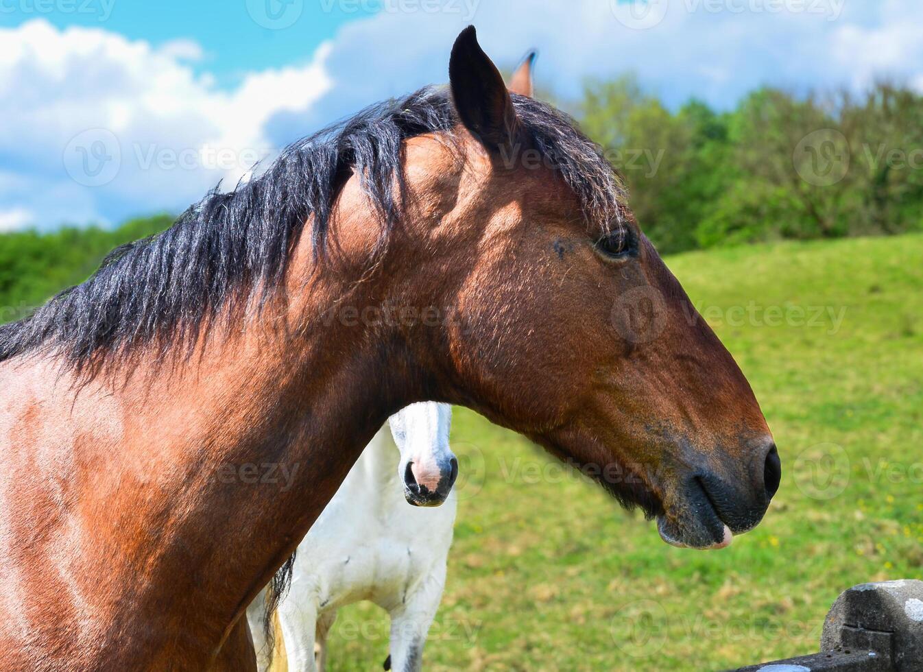 Portrait of a horse against the background of a meadow. photo