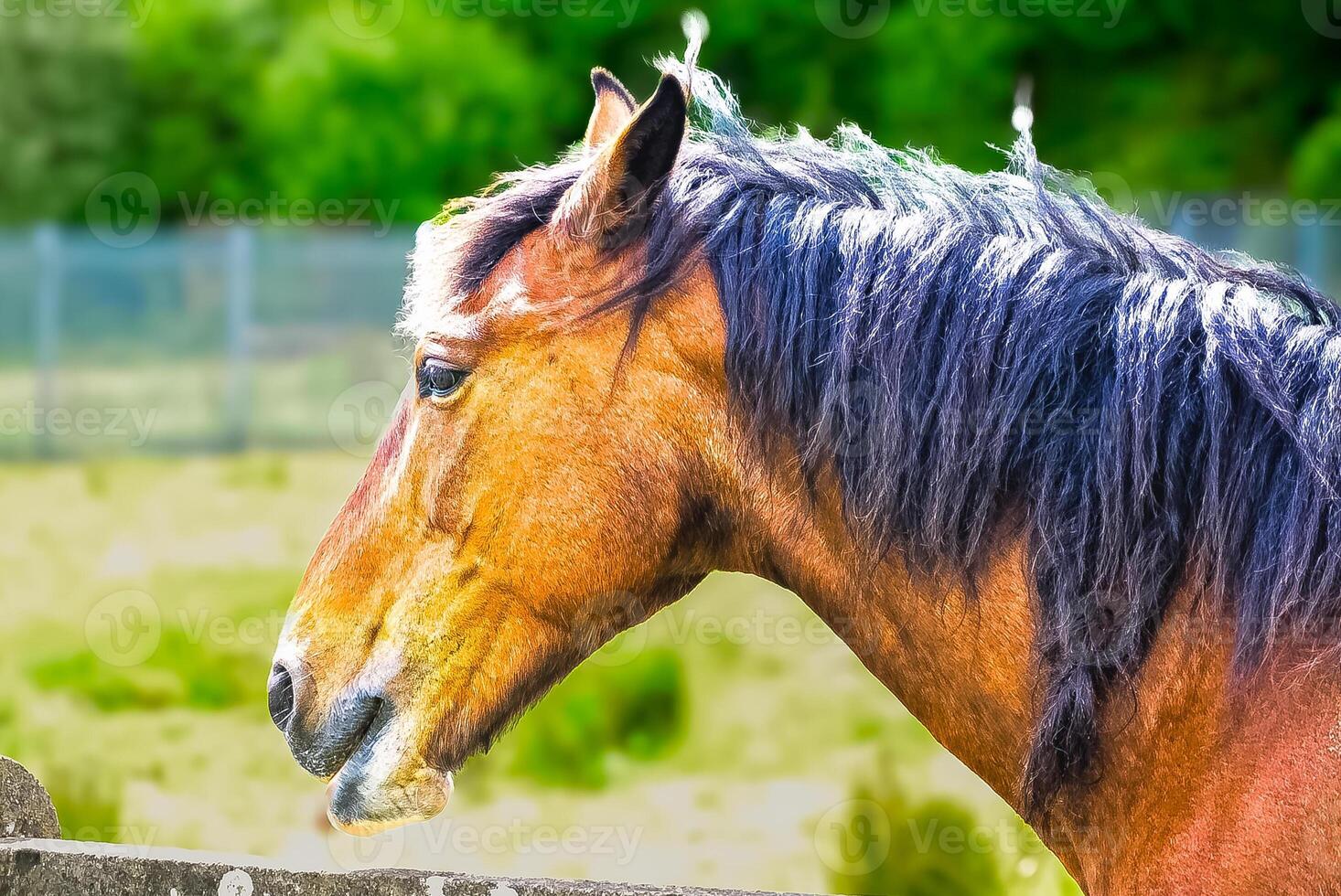 Portrait of a horse against the background of a meadow. photo