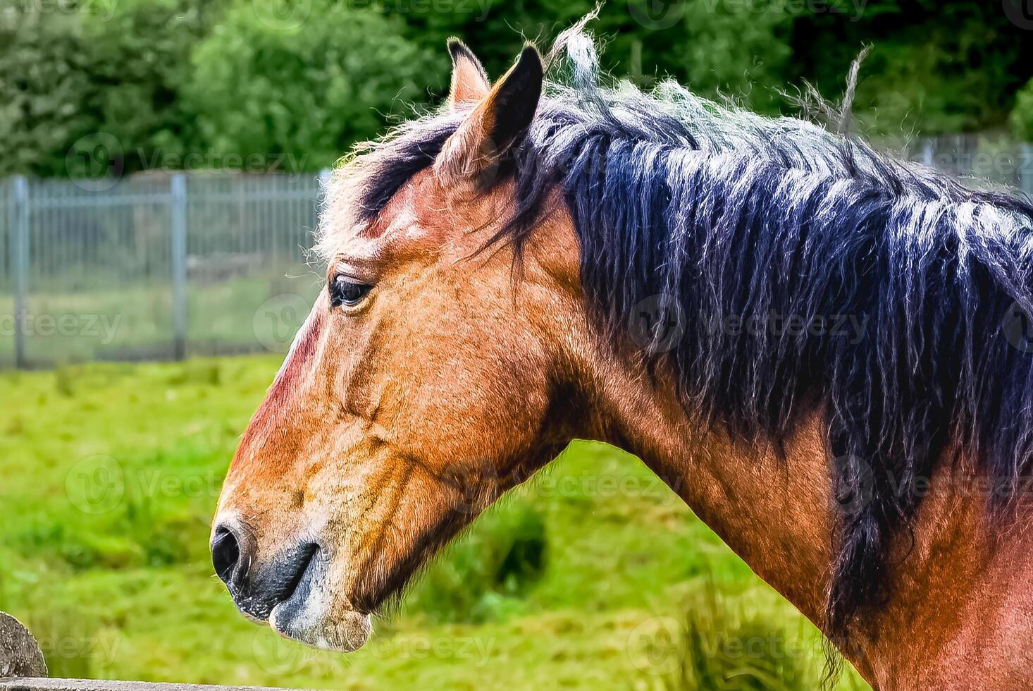 Portrait of a horse against the background of a meadow. photo