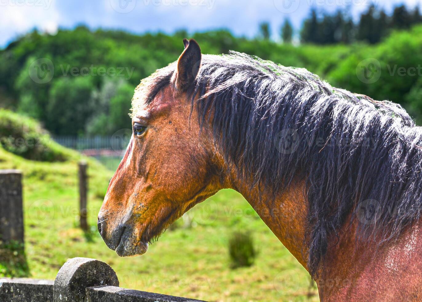 Portrait of a horse against the background of a meadow. photo
