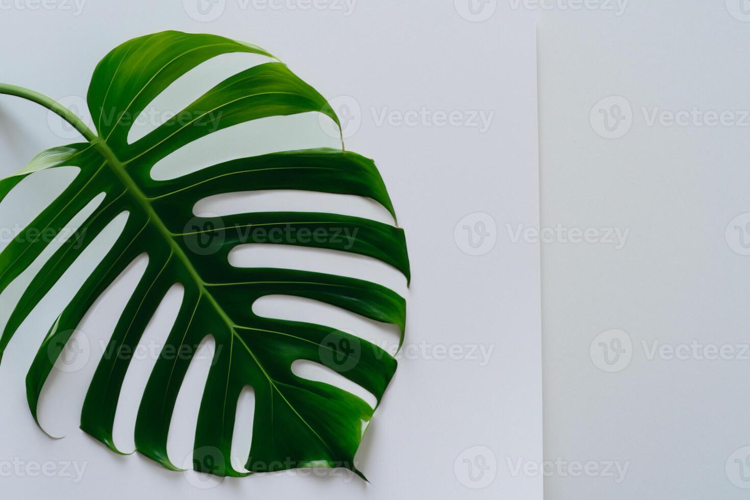 Beautiful Monstera Leaf on White Paper A Stunning Blend of Natural Elegance and Minimalist Charm, Showcasing the Intricate Details and Lush Green Hue Against a Crisp and Pristine Background photo