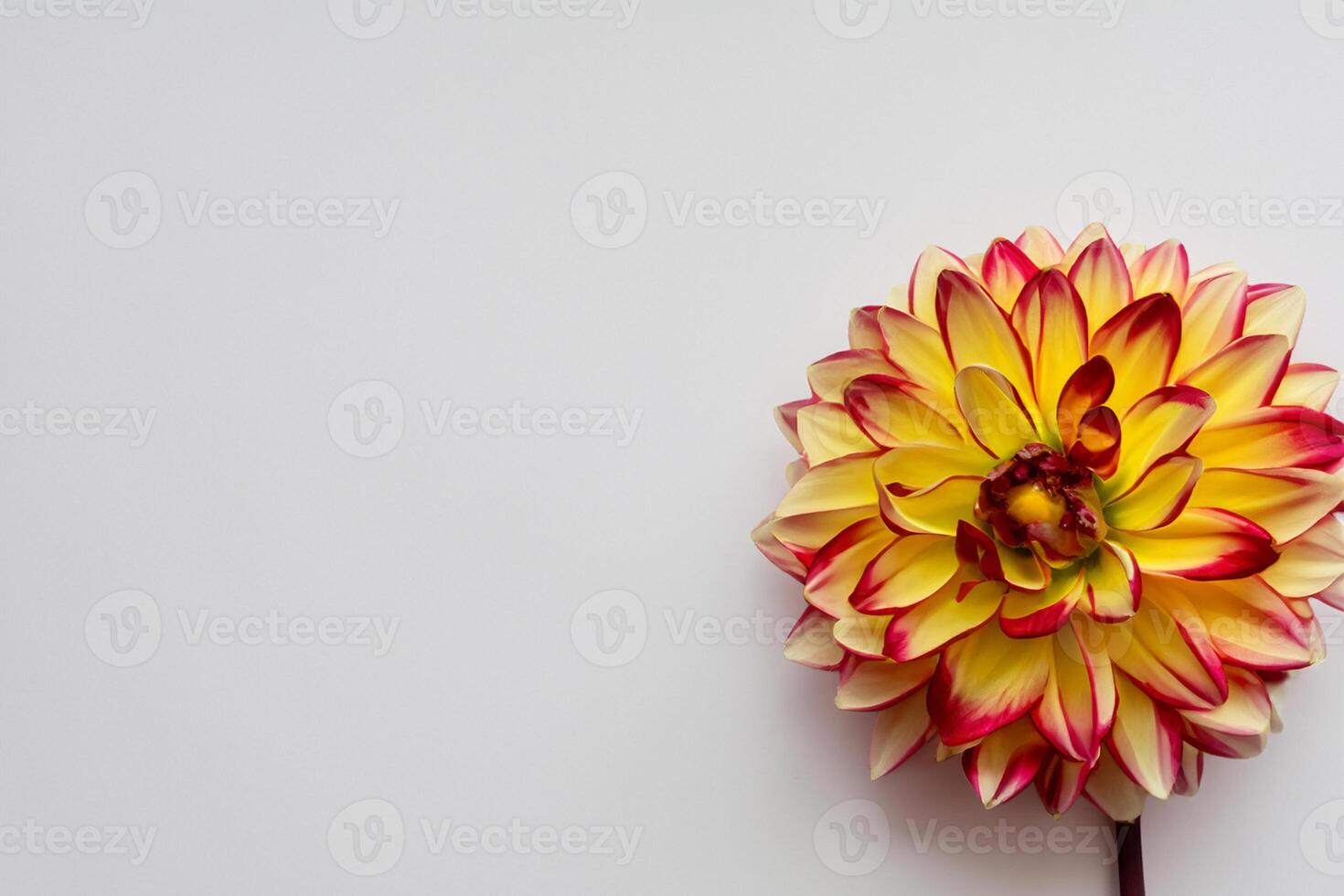 Beautiful Flower on White Background Mockup Elegance in Simplicity, Nature's Grace Captured photo