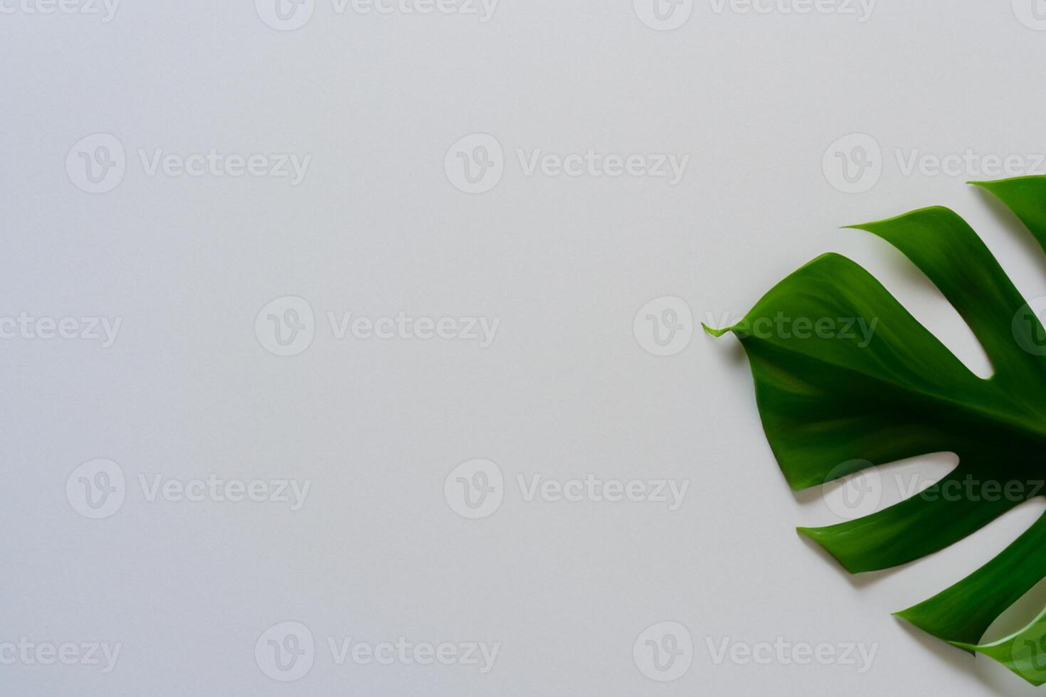 Beautiful Monstera Leaf on White Paper A Stunning Blend of Natural Elegance and Minimalist Charm, Showcasing the Intricate Details and Lush Green Hue Against a Crisp and Pristine Background photo