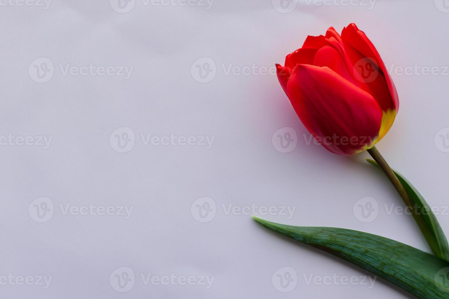 Beautiful Red Tulip Beauty on Blank Paper, Capturing Timeless Elegance and Vibrant Charm, Perfect for Artistic Presentations and Creative Projects photo