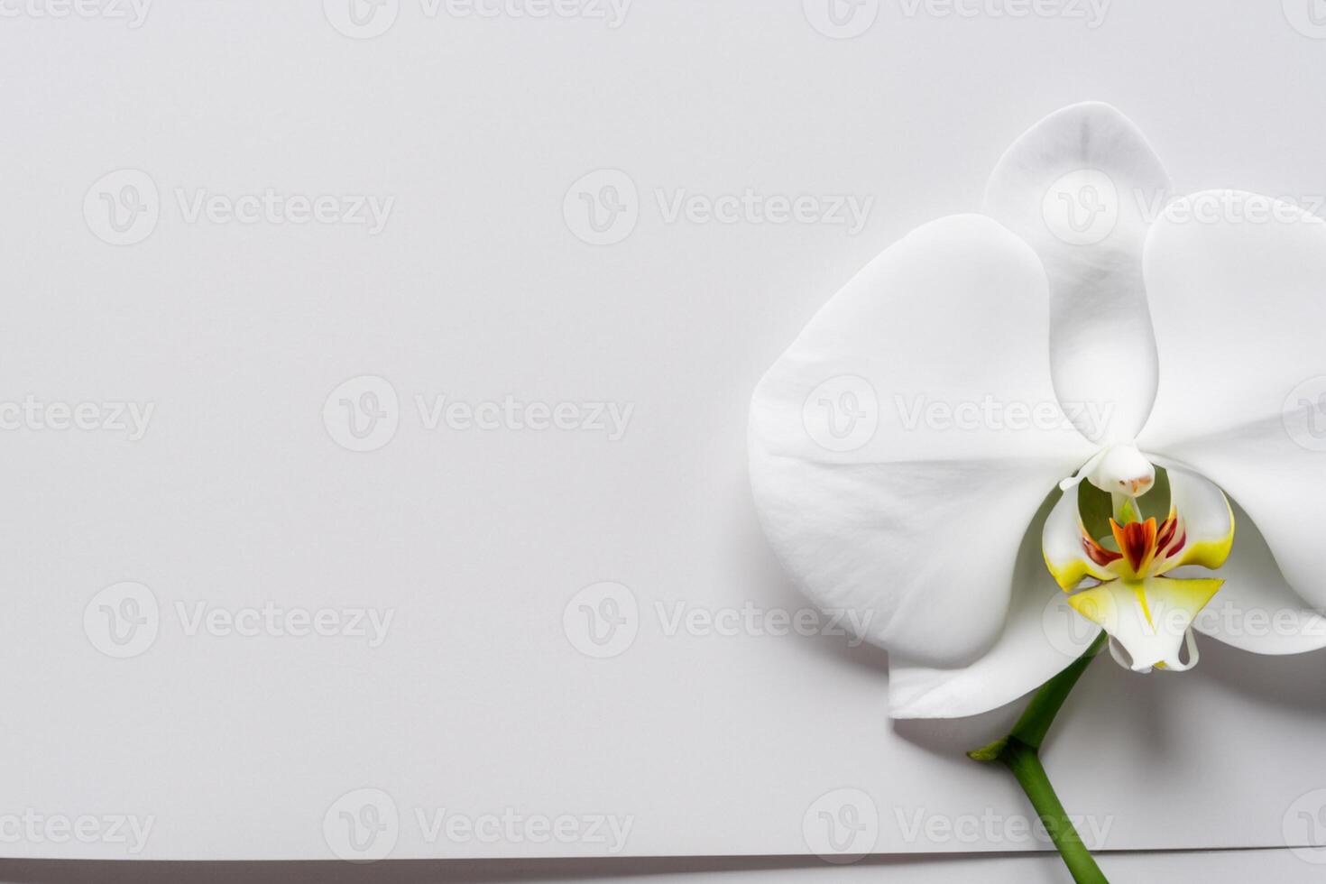 Ethereal Elegance Mockup of Beautiful White Orchid on Blank Paper, Ideal for Creative Projects and Artistic Presentations, Highlighting Natural Beauty and Grace photo