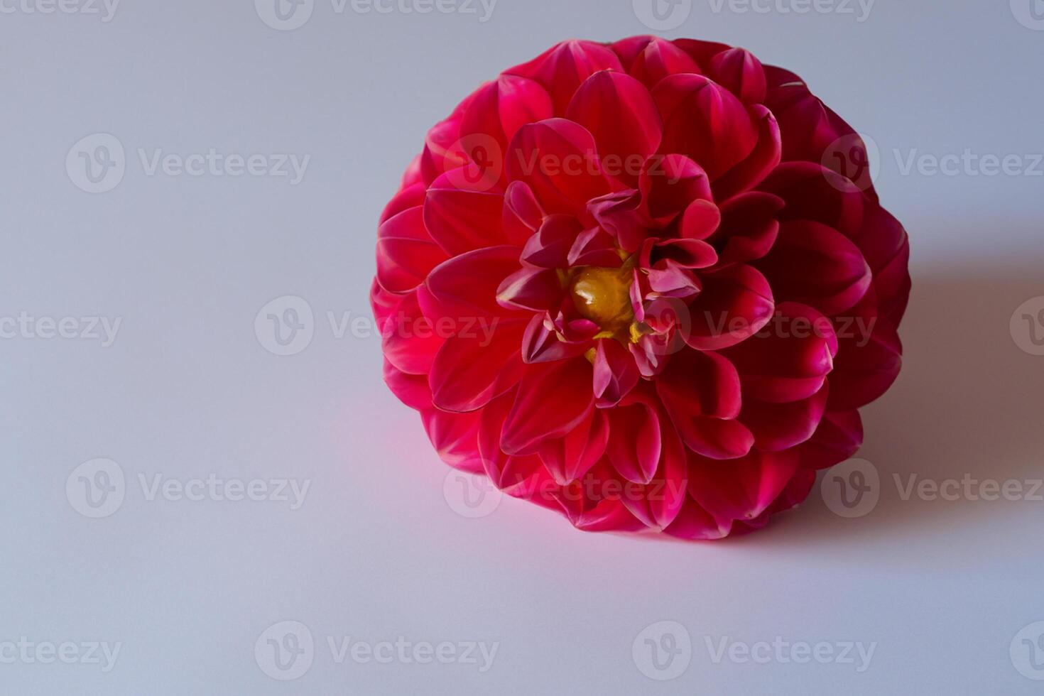 Beautiful Red Flower on White Background Mockup Capturing the Timeless Elegance of Floral Simplicity photo