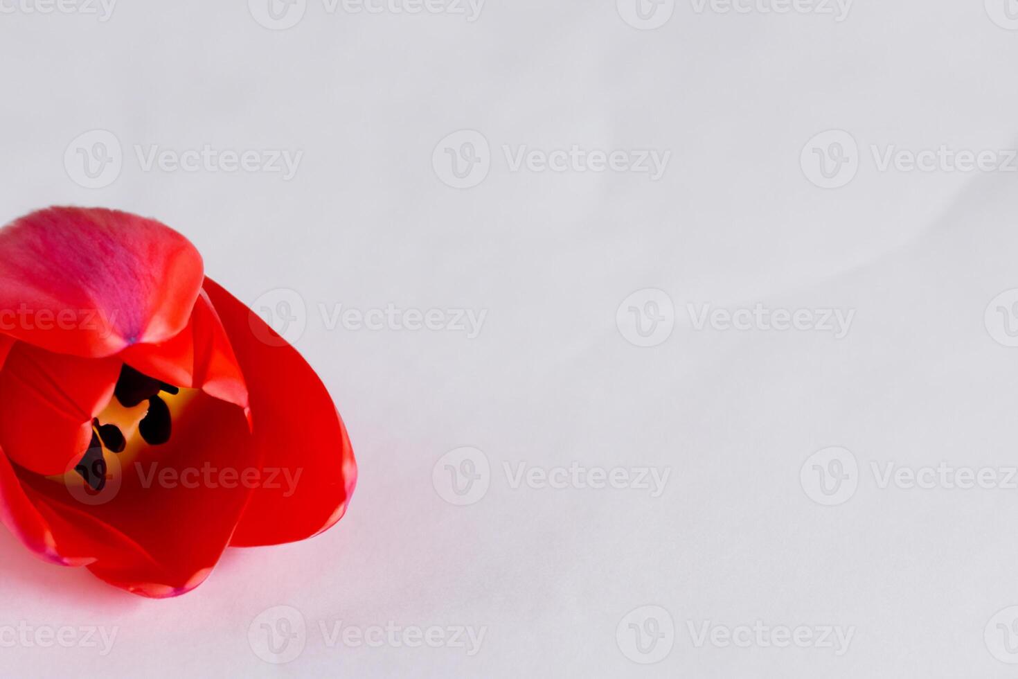 Beautiful Red Tulip Beauty on Blank Paper, Capturing Timeless Elegance and Vibrant Charm, Perfect for Artistic Presentations and Creative Projects photo