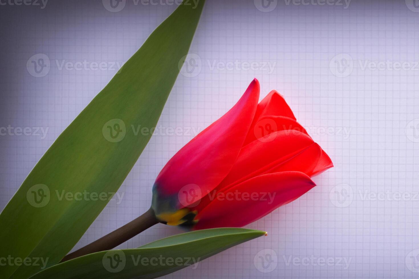 Beautiful Red Tulip Beauty on Blank Paper, Capturing Timeless Elegance and Vibrant Charm, Perfect for Artistic Presentations and Creative Projects photo