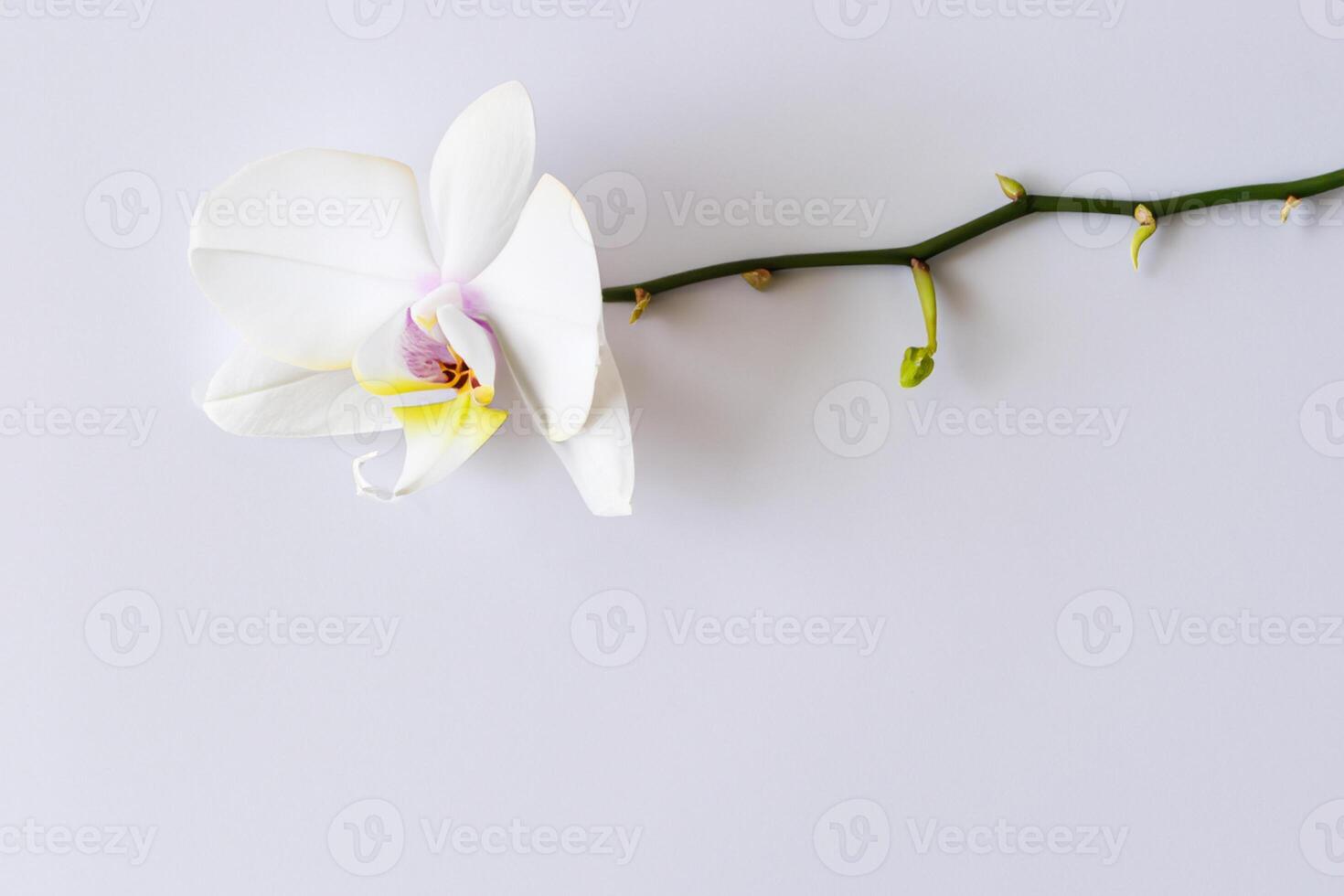 Ethereal Elegance Mockup of Beautiful White Orchid on Blank Paper, Ideal for Creative Projects and Artistic Presentations, Highlighting Natural Beauty and Grace photo