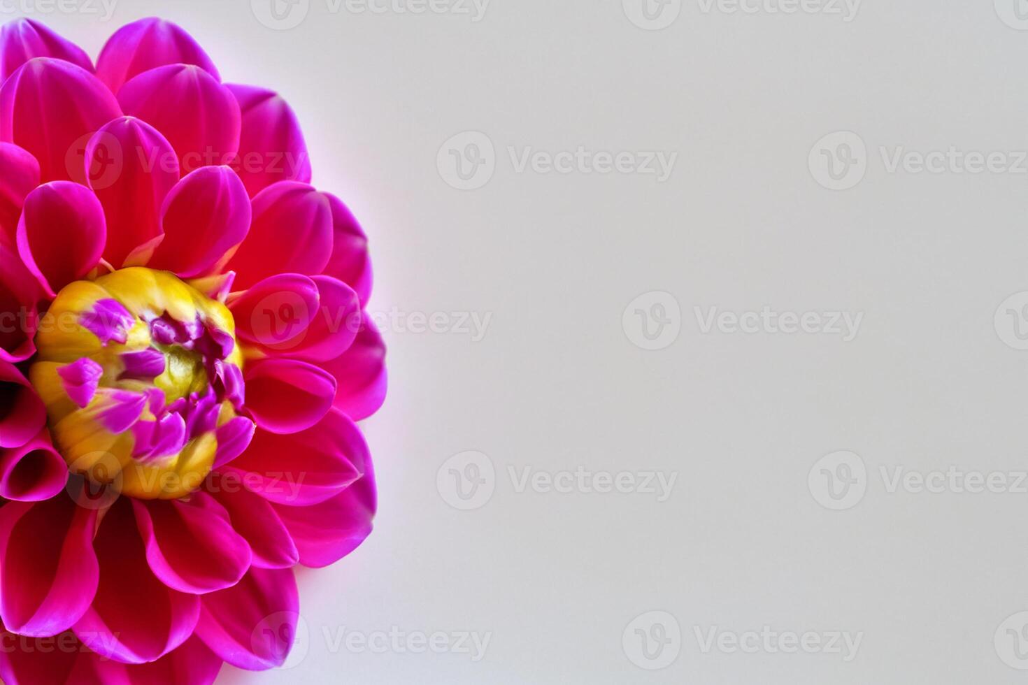 Beautiful Flower on White Background Mockup Elegance in Simplicity, Nature's Grace Captured photo