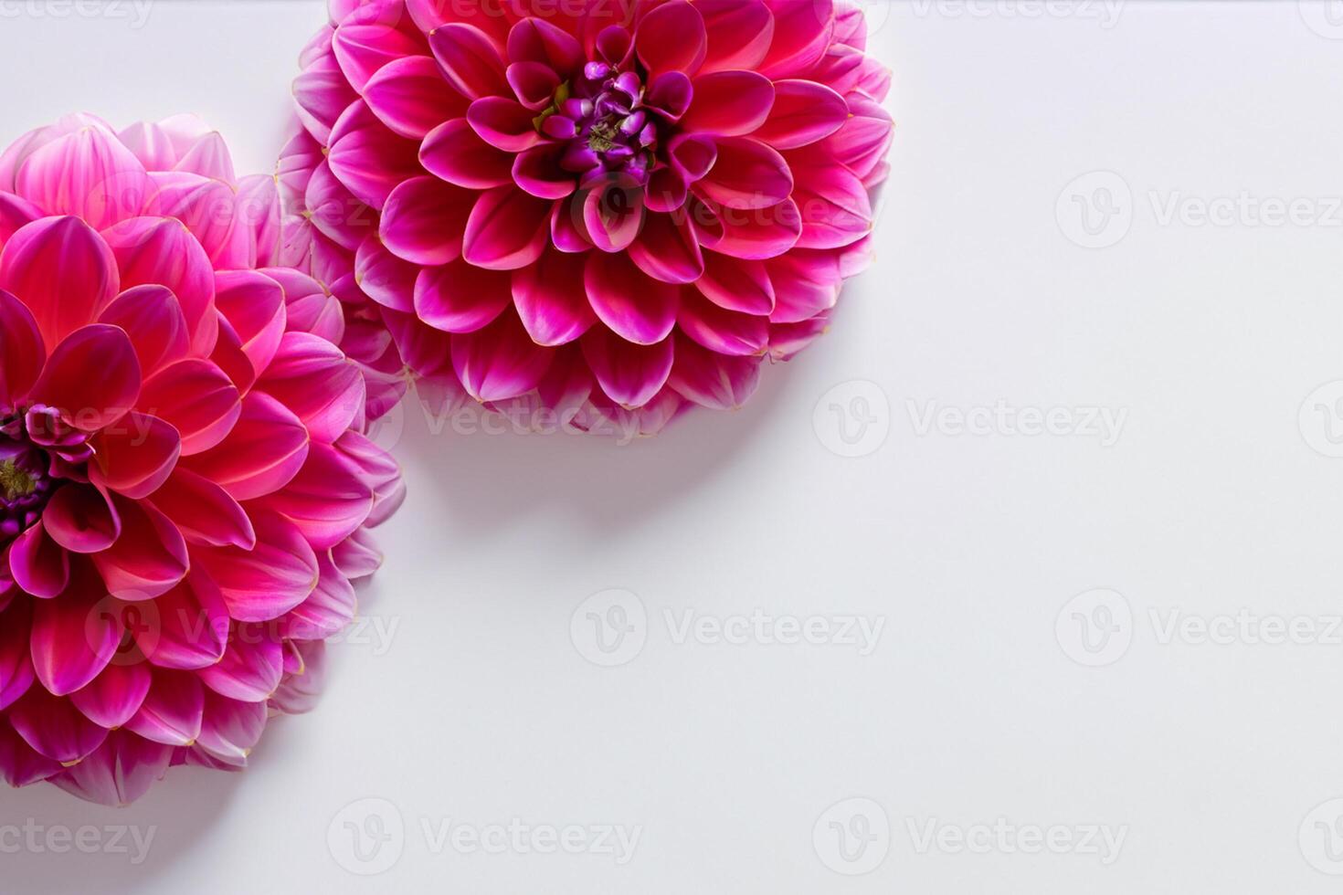 Beautiful Flower on White Background Mockup Elegance in Simplicity, Nature's Grace Captured photo