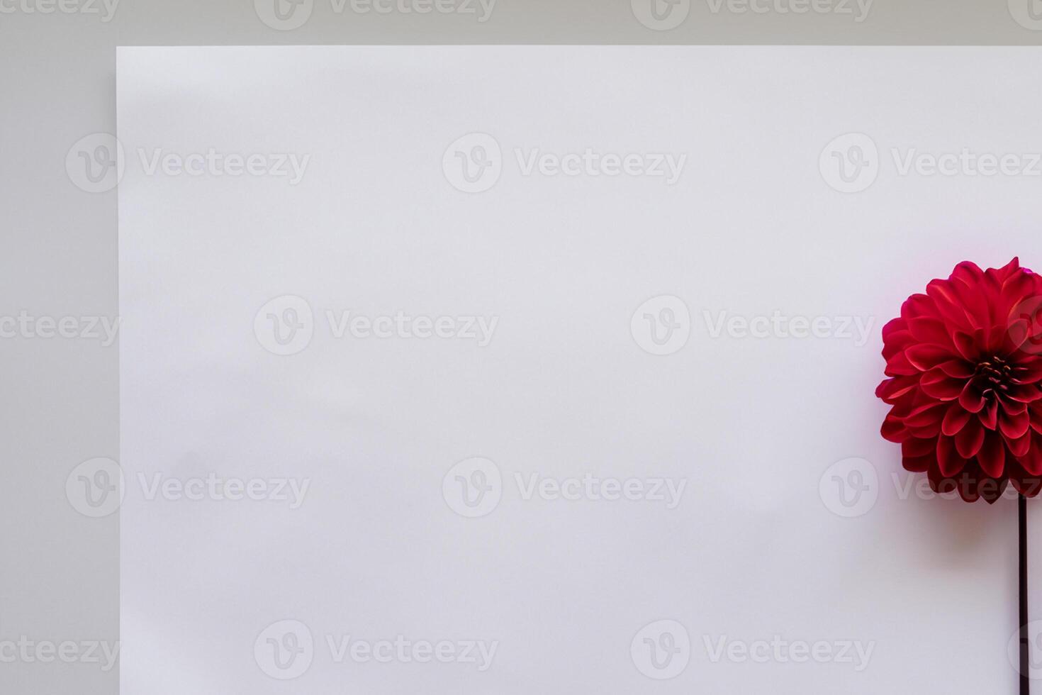 Beautiful Red Flower on White Background Mockup Capturing the Timeless Elegance of Floral Simplicity photo