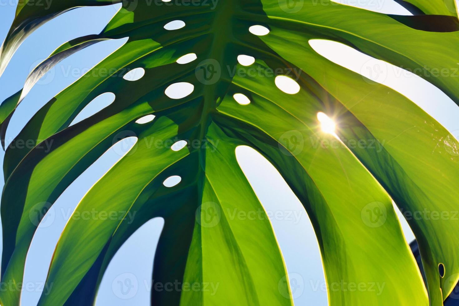 Morning Radiance Capturing Cheerful Sunshine and Beautiful Monstera Leaves in a Heartwarming Photo That Fills the Heart with Joy and Showcases the Natural Beauty of Sunlight at Dawn