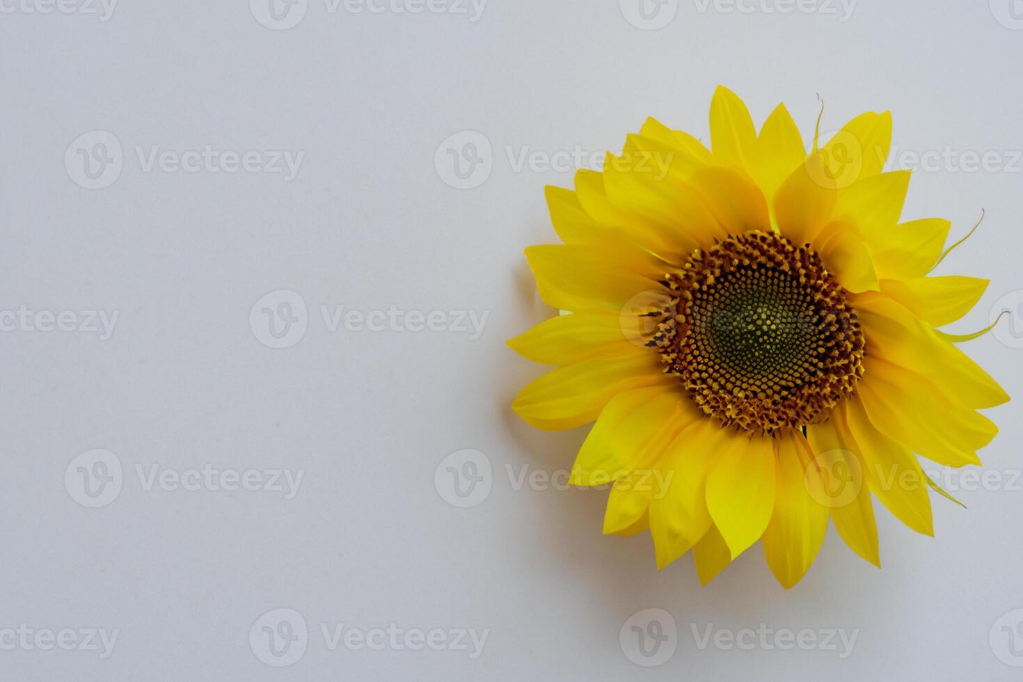 The Radiant Beauty of a Sunflower on a Pristine White Background Captures the Essence of Nature's Joyful Splendor Highlighting the Vibrant Yellow Petals and Contrasting Dark Center photo