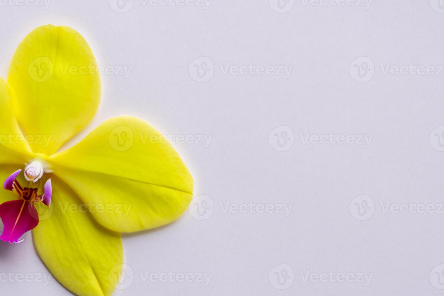 Radiant Splendor Mockup of Beautiful Yellow Orchid on Blank Paper, Perfect for Creative Projects and Artistic Presentations, Illuminating Natural Beauty and Grace photo