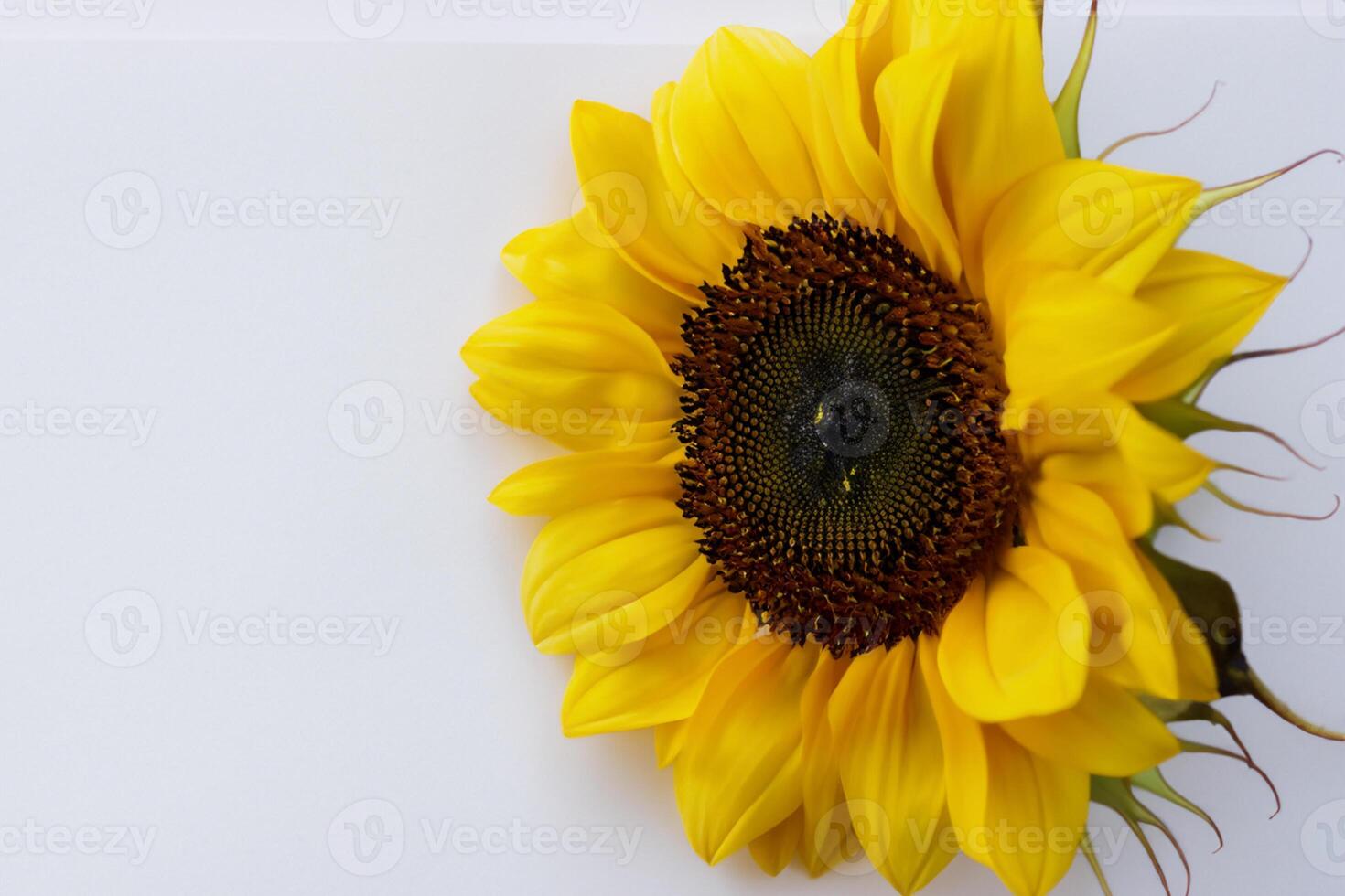 The Radiant Beauty of a Sunflower on a Pristine White Background Captures the Essence of Nature's Joyful Splendor Highlighting the Vibrant Yellow Petals and Contrasting Dark Center photo
