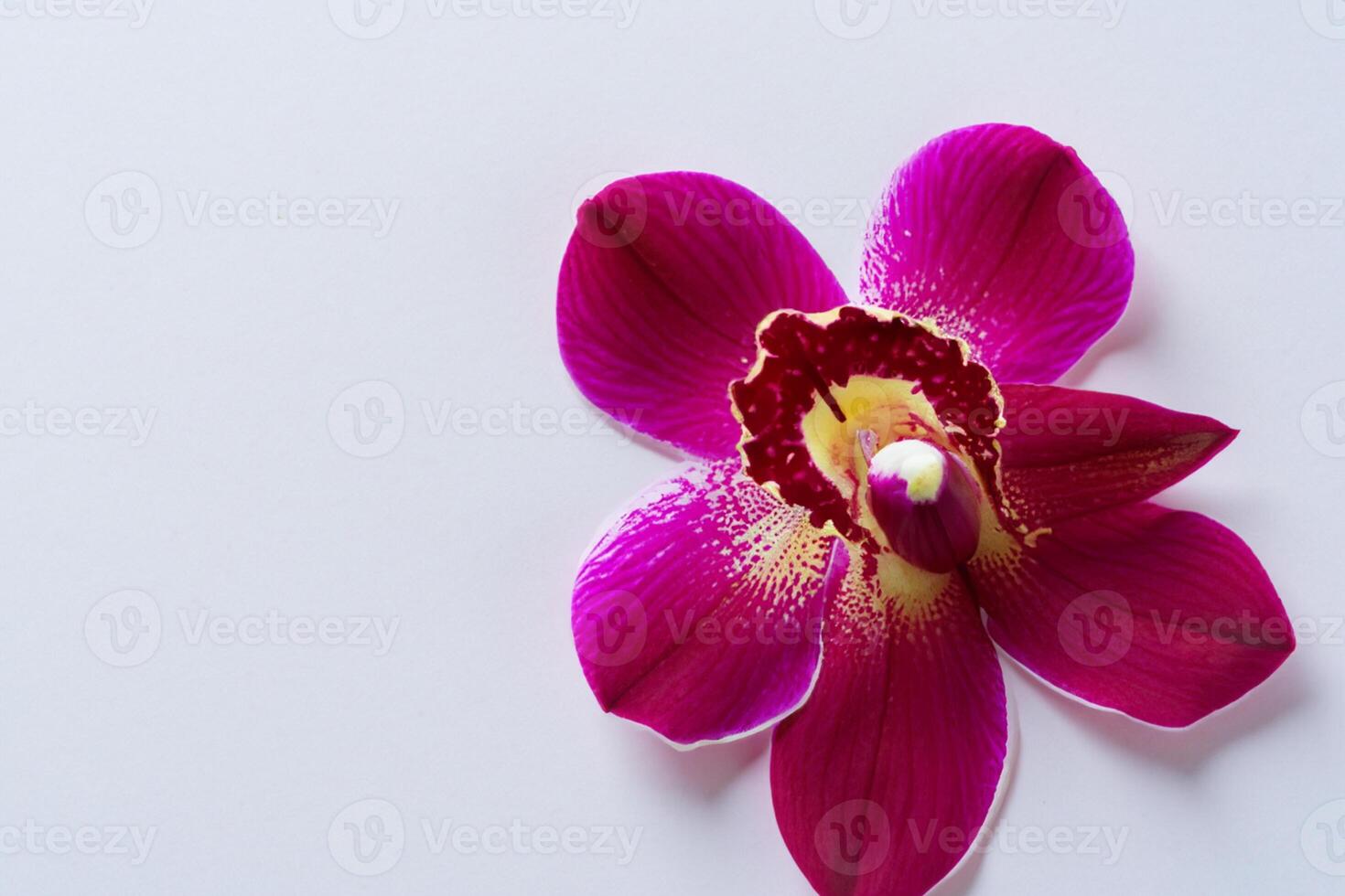 The mockup of a beautiful red orchid on blank paper showcases an elegant floral design, perfect for creative projects photo