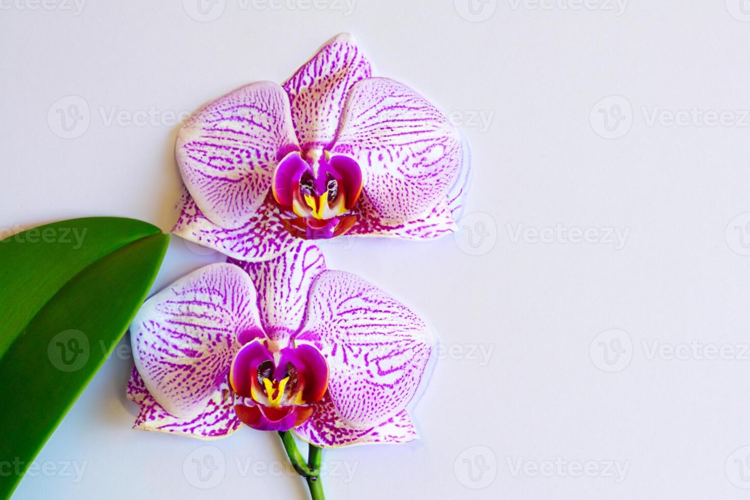 The mockup of a beautiful pink orchid on blank paper showcases a delicate and elegant floral design. photo