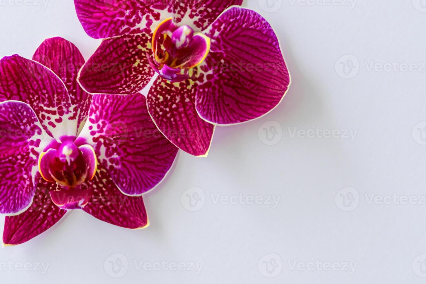 The mockup of a beautiful red orchid on blank paper showcases an elegant floral design, perfect for creative projects photo
