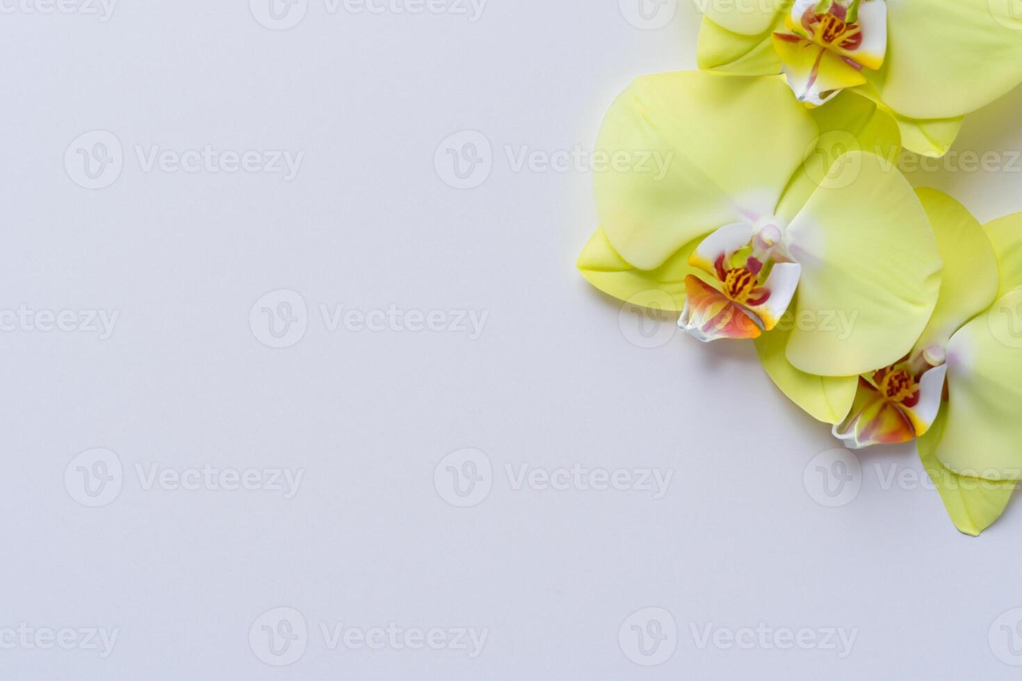 Radiant Splendor Mockup of Beautiful Yellow Orchid on Blank Paper, Perfect for Creative Projects and Artistic Presentations, Illuminating Natural Beauty and Grace photo