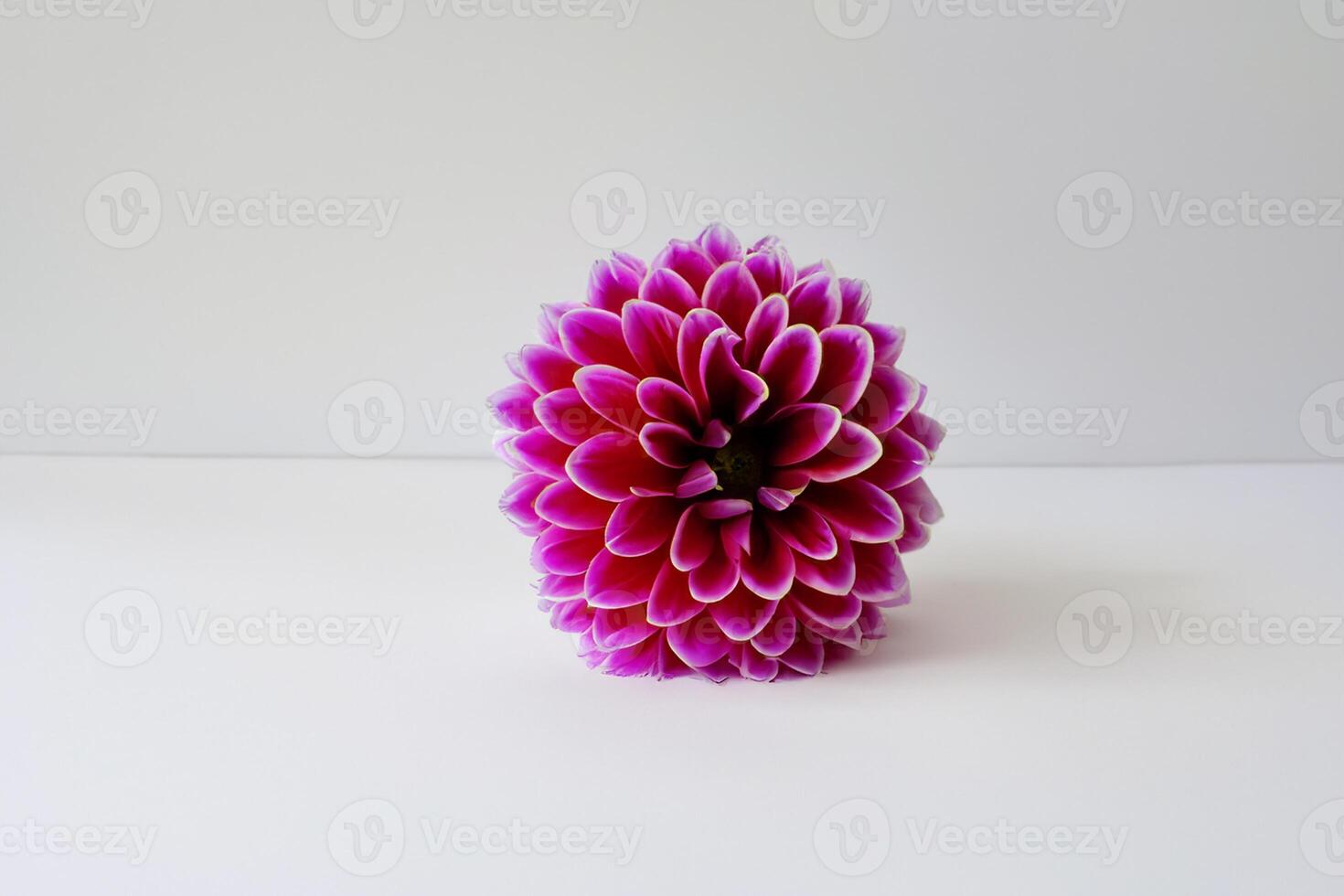 Mockup Cute Flower on White Background A Charming Display of Floral Elegance and Simplicity photo