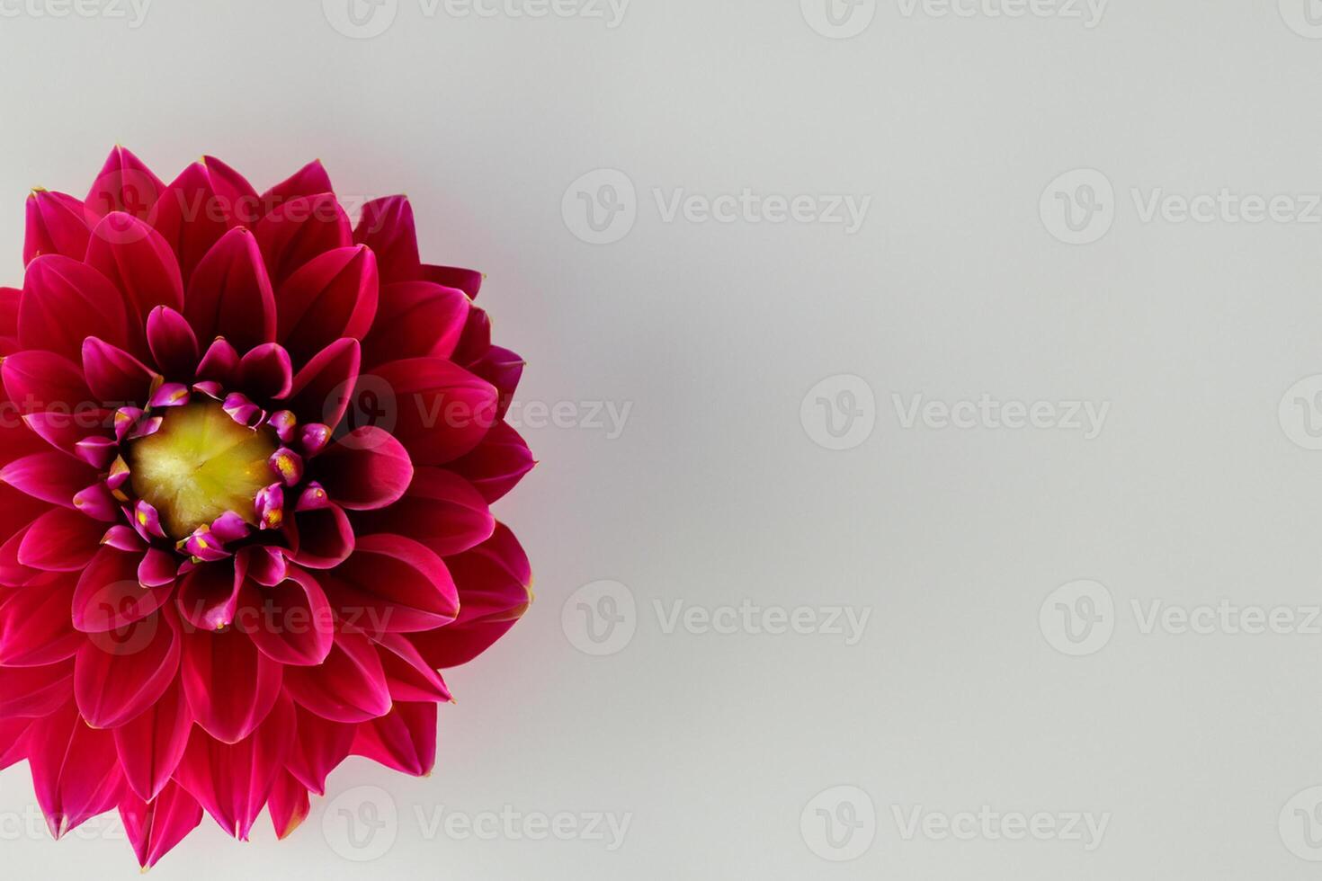 Beautiful Red Flower on White Background Mockup Capturing the Timeless Elegance of Floral Simplicity photo