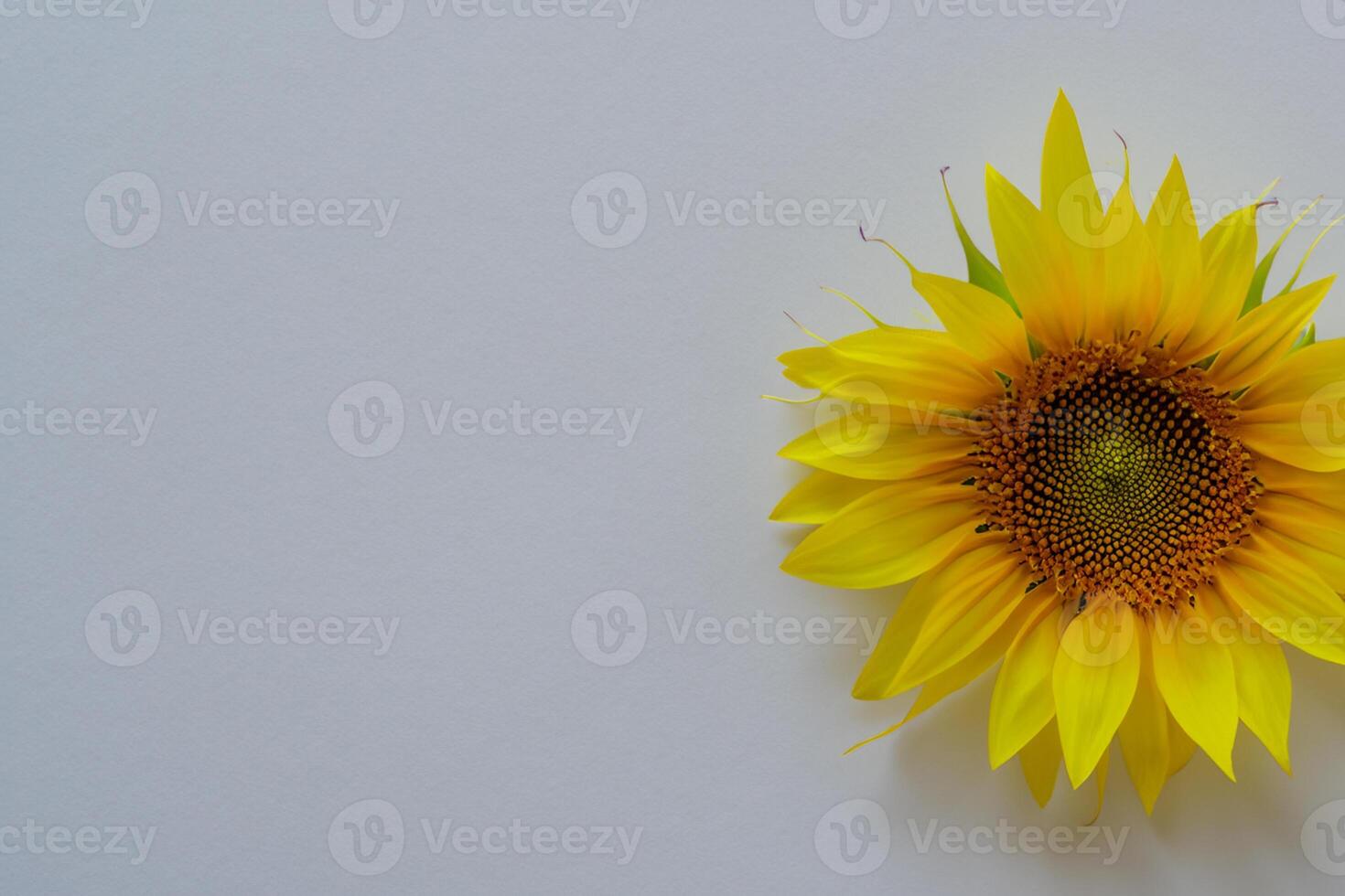 The Radiant Beauty of a Sunflower on a Pristine White Background Captures the Essence of Nature's Joyful Splendor Highlighting the Vibrant Yellow Petals and Contrasting Dark Center photo