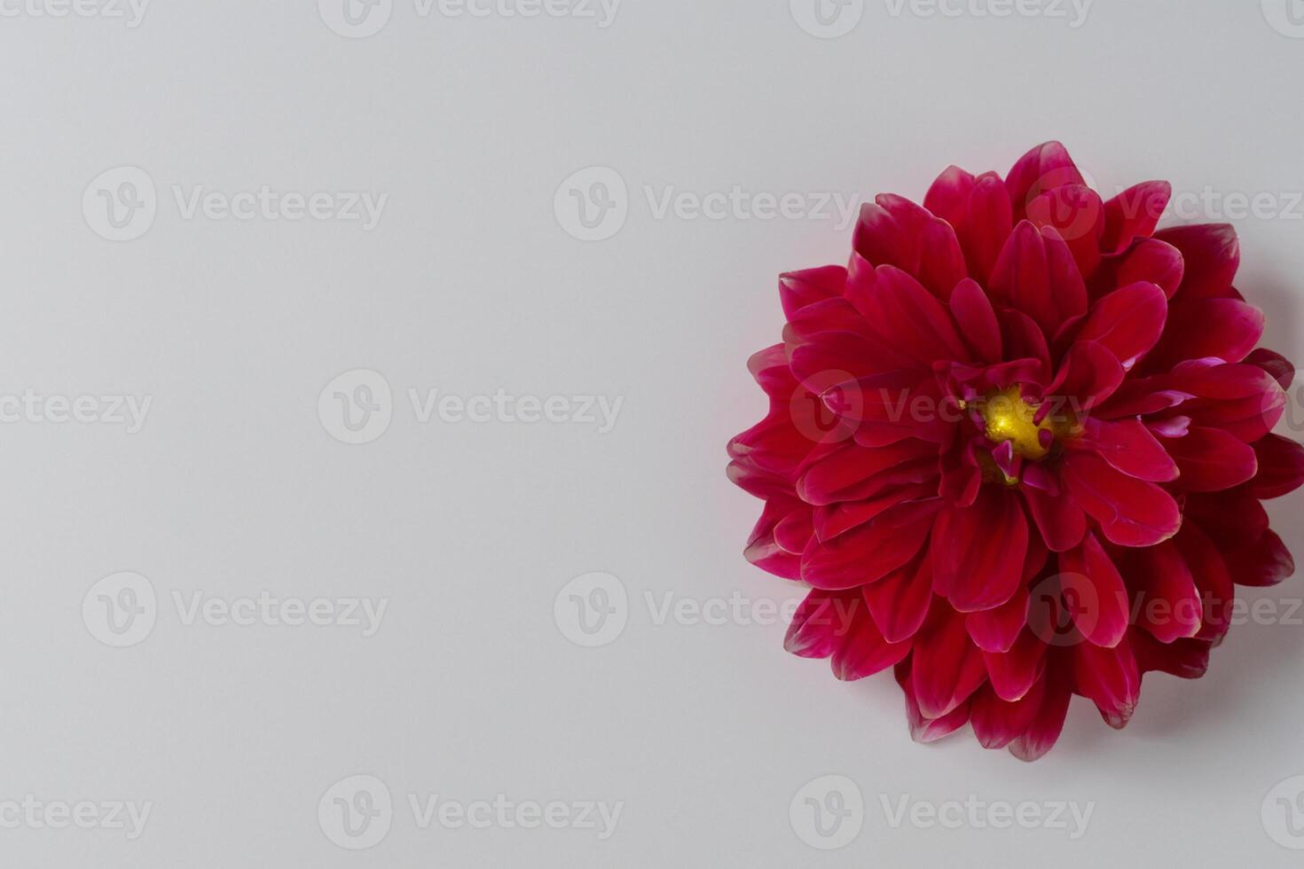 Beautiful Red Flower on White Background Mockup Capturing the Timeless Elegance of Floral Simplicity photo