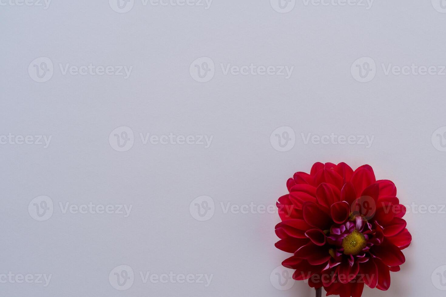 Beautiful Red Flower on White Background Mockup Capturing the Timeless Elegance of Floral Simplicity photo