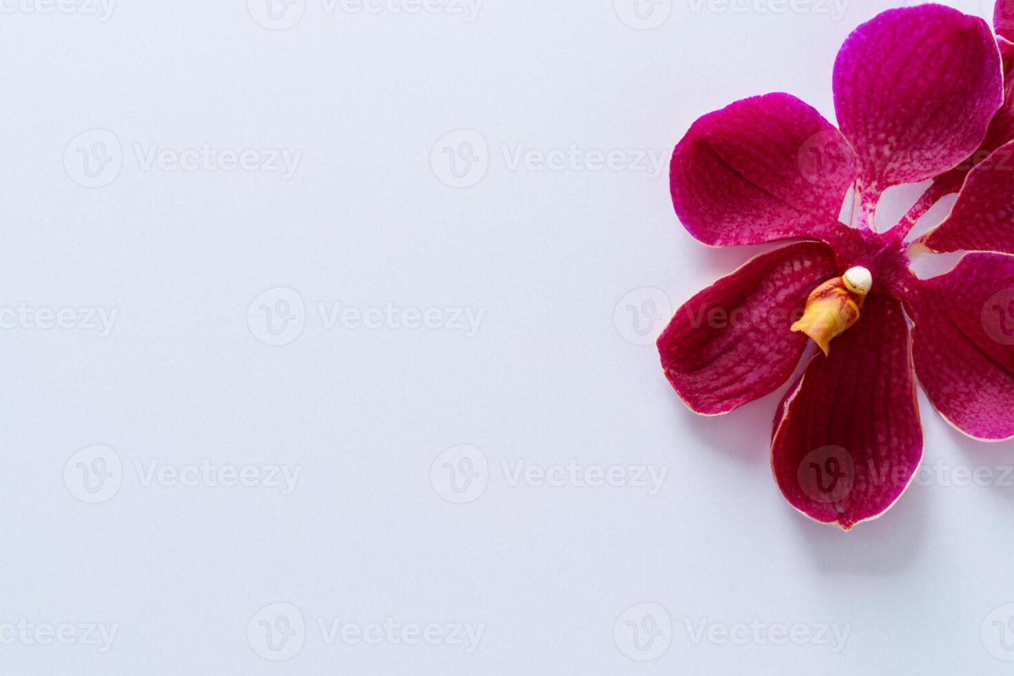 The mockup of a beautiful red orchid on blank paper showcases an elegant floral design, perfect for creative projects photo